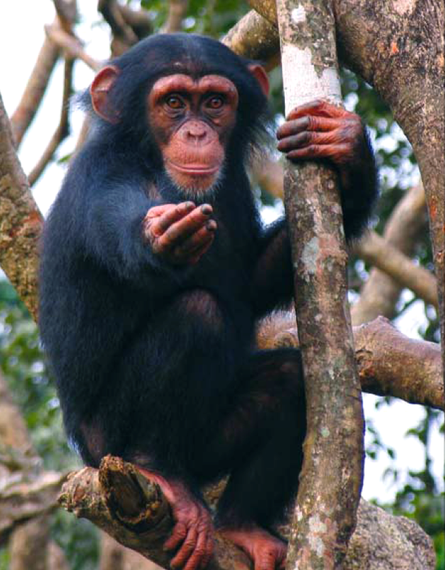 chimpanze recherche animale