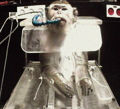 singes
