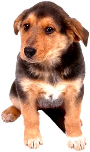 téléthon recherche animale