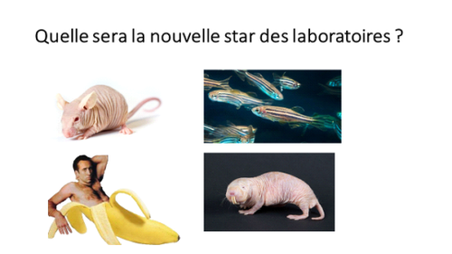 star des laboratoires