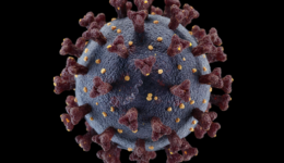 Firefly_Gemini Flash_une photo d'un virus en gros plan réaliste sur fond noir 330337