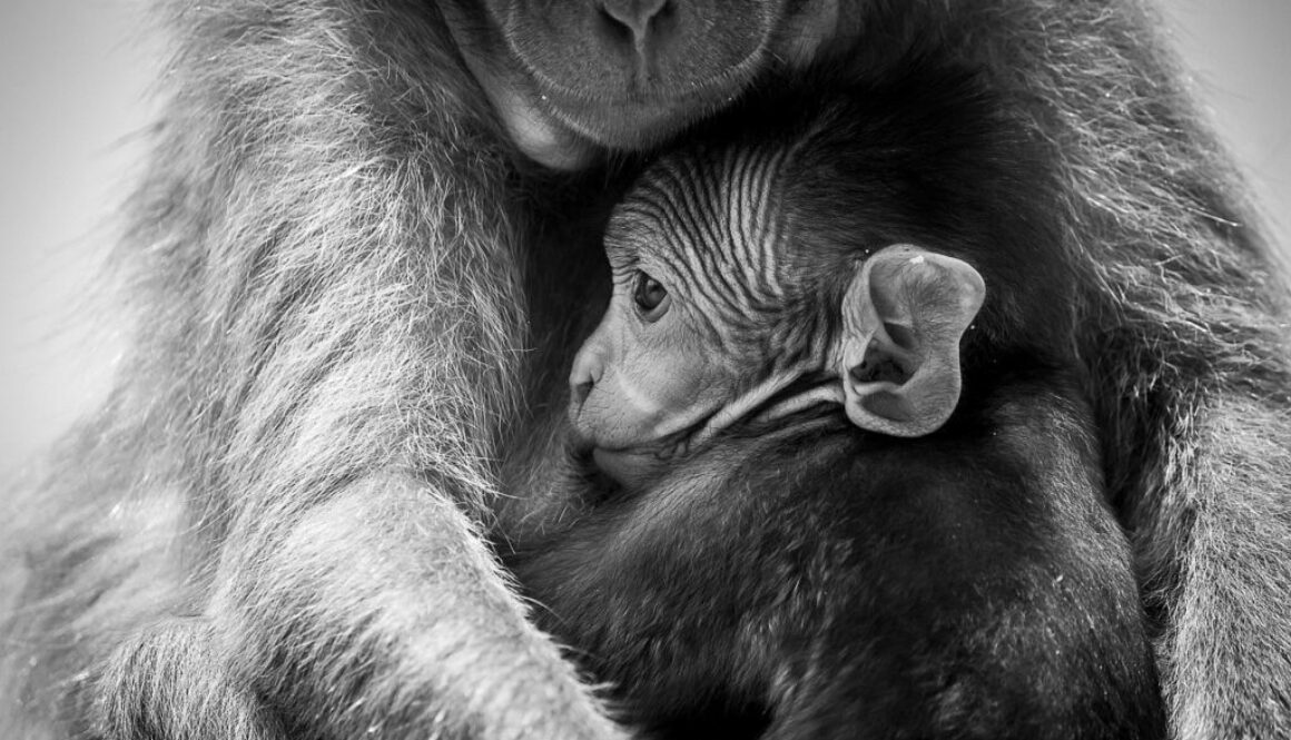 thumbnail_Petit et sa mère