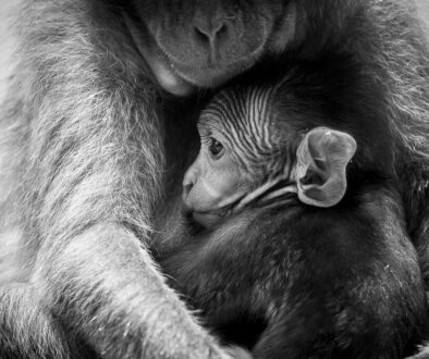 thumbnail_Petit et sa mère