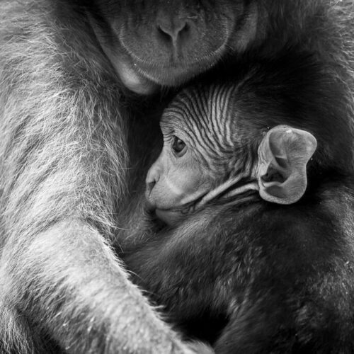 thumbnail_Petit et sa mère