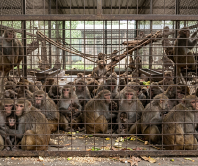 A whole bunch of monkeys in a cage, crammed full. 123046